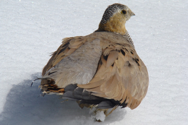 Tibetan Sandgrouse