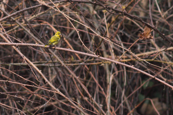 Tibetan Siskin