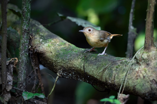 Tickell's babbler