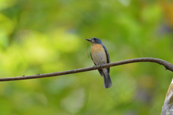 Tickell's blue flycatcher