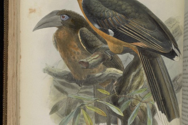 Tickell's Brown Hornbill