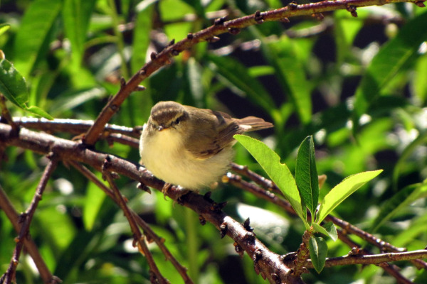 Tickell's Leaf Warbler