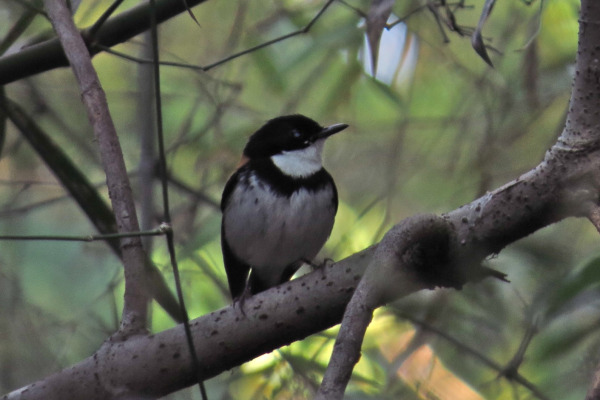 Timor blue flycatcher