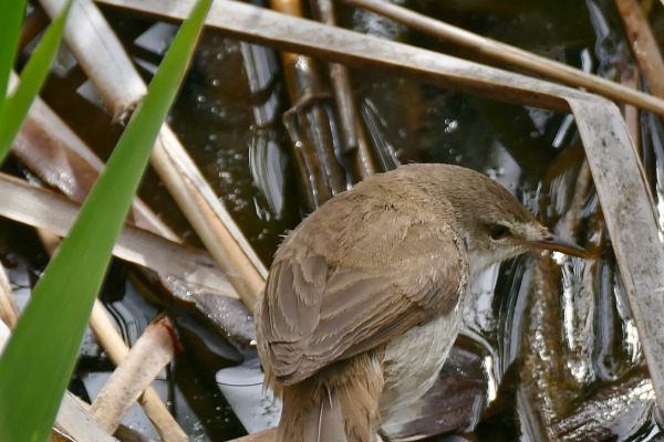 Tinian Reed Warbler
