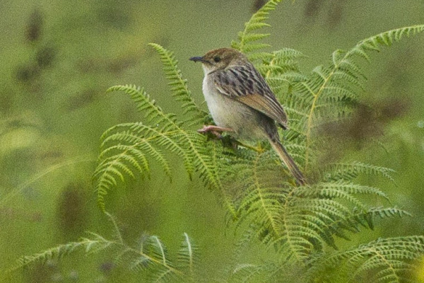 Tinkling Cisticola