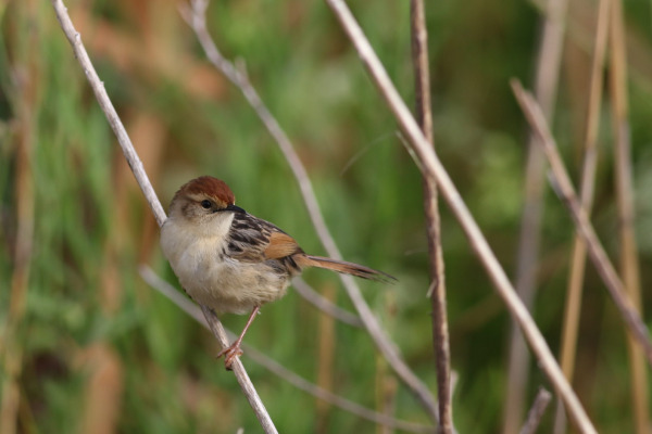 Tinkling Cisticola