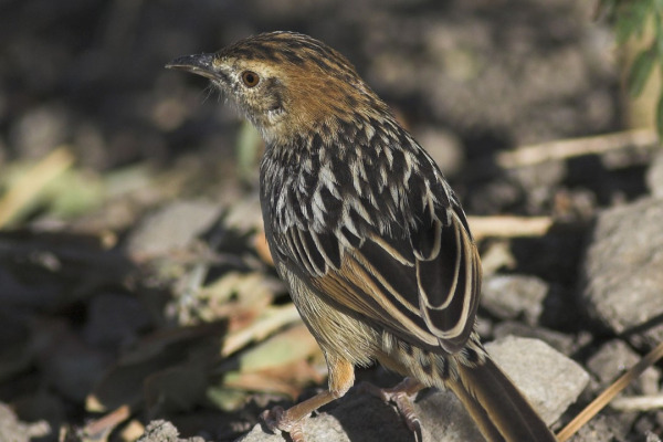 Tinkling Cisticola