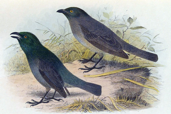 Tongan Starling