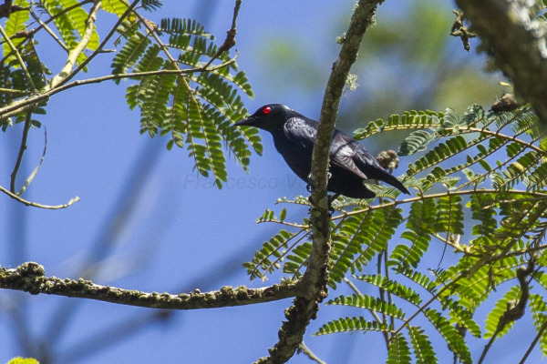 Tongan Starling