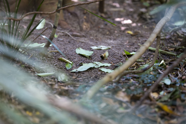 Tooth-billed Bowerbird