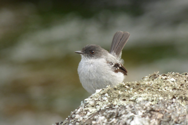 Torrent Tyrannulet