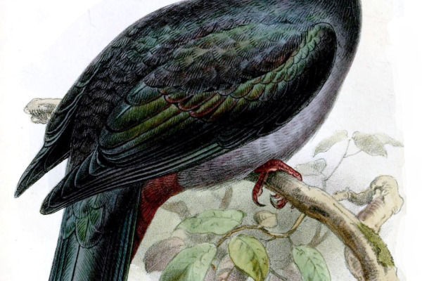 Torresian Imperial Pigeon