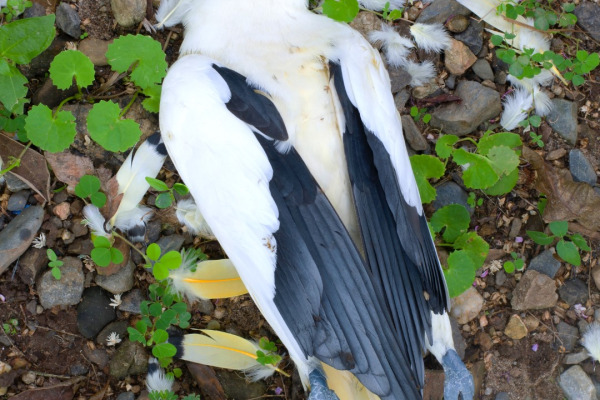 Torresian Imperial Pigeon