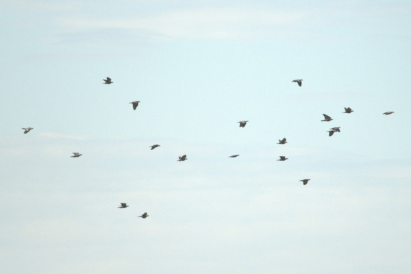 Torresian Imperial Pigeon