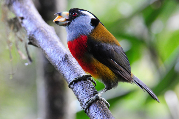 Toucan Barbet