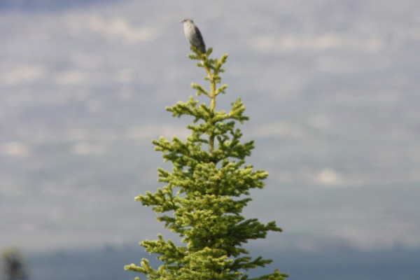 Townsend's Solitaire