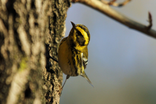 Townsend's Warbler