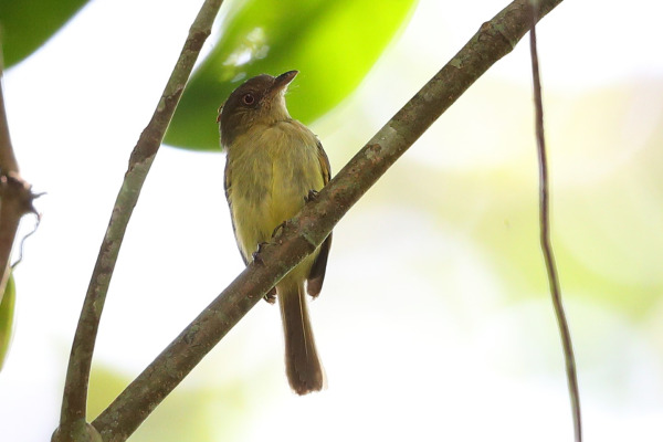 Traylor's Flycatcher
