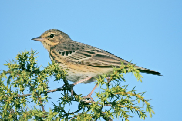 Tree Pipit