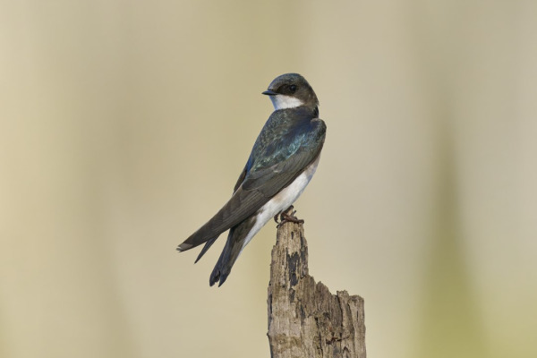 Tree Swallow