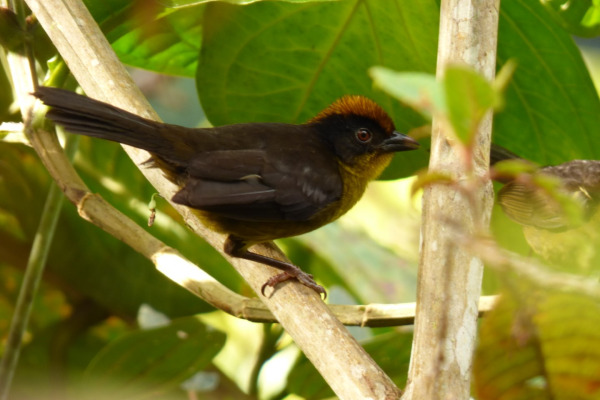 Tricolored Brush-Finch
