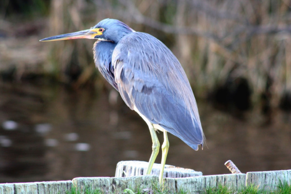 Tricolored Heron