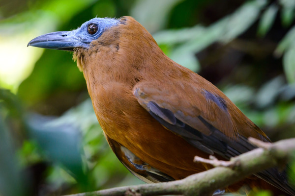 Tricolored Parrotfinch