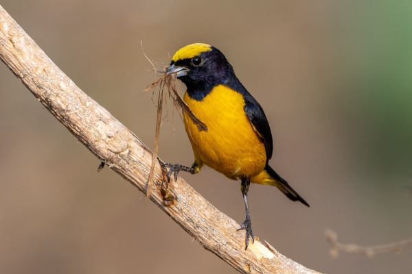 Trinidad euphonia