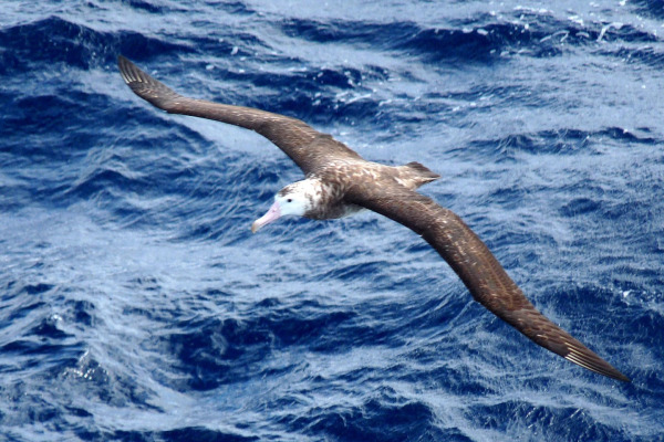 Tristan albatross
