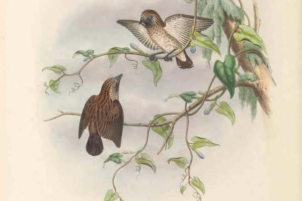 Tristram's Sunbird