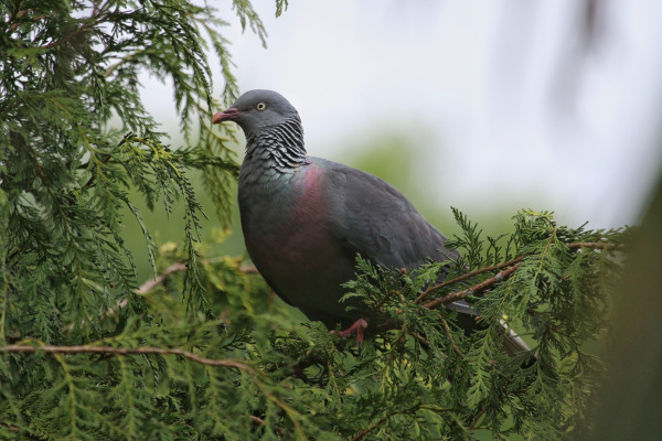 Trocaz Pigeon