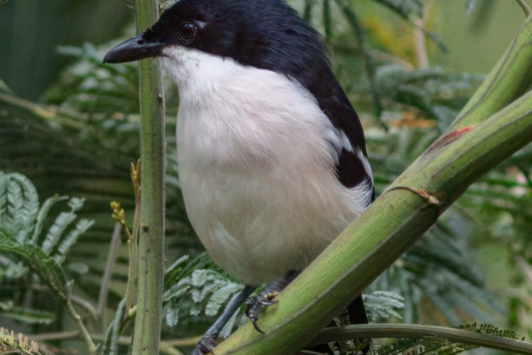 Tropical Boubou