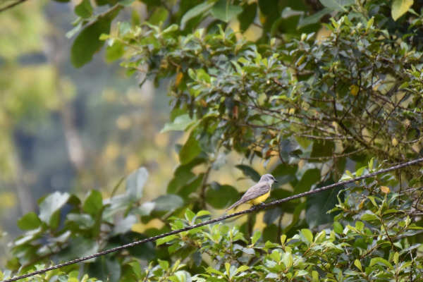 Tropical Kingbird
