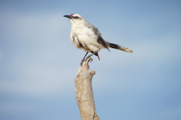 Tropical Mockingbird