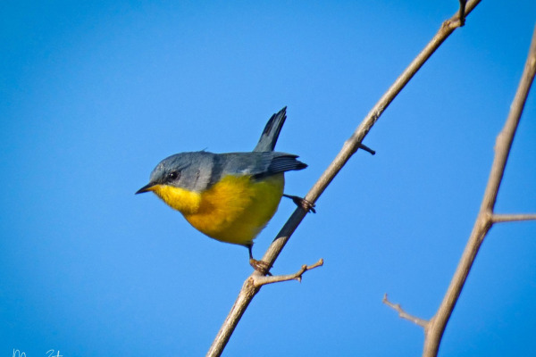 Tropical Parula