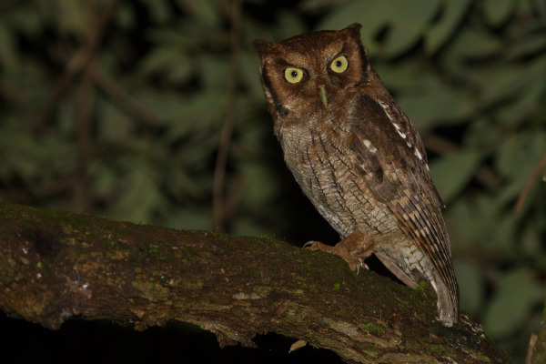 Tropical Screech Owl