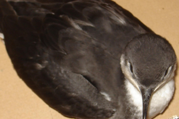 Tropical Shearwater
