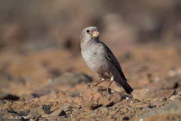Trumpeter Finch