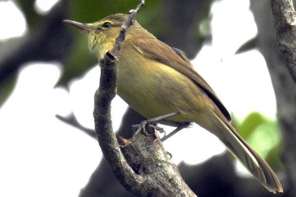 Tuamotu reed warbler