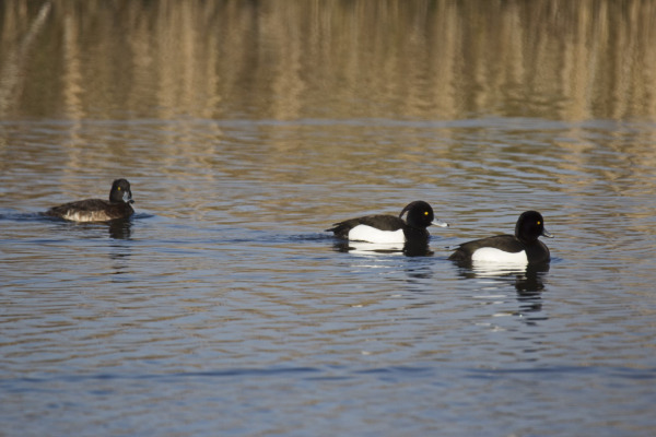 Tufted Duck