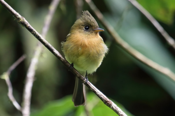 Tufted Flycatcher