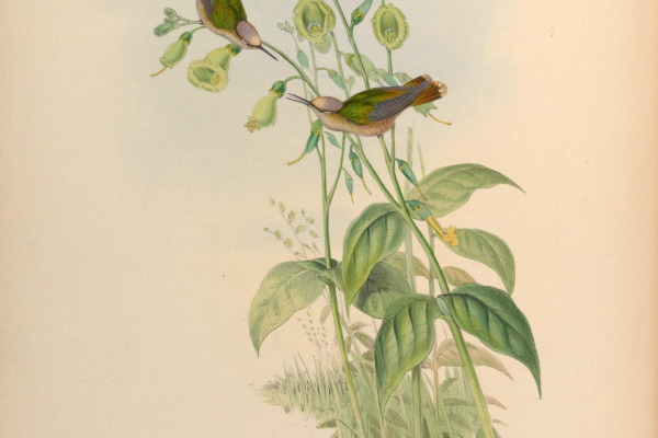 Tufted Flycatcher