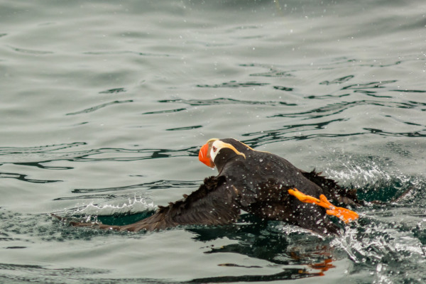 Tufted Puffin