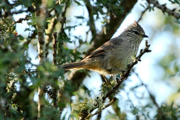 Tufted Tit-Spinetail