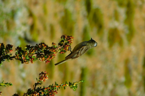 Tufted Tit-Tyrant