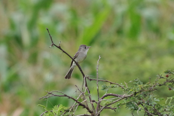Tumbes Pewee