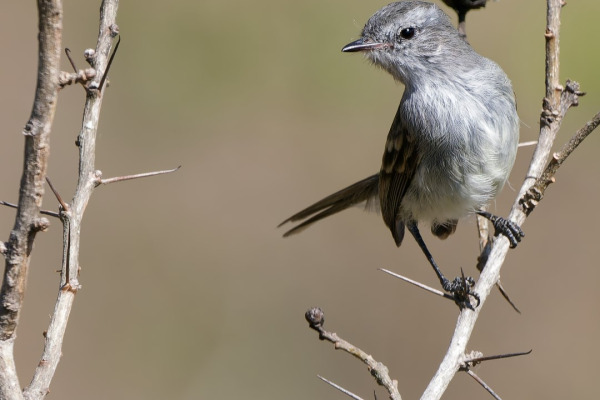 Tumbesian Pygmy-Tyrant