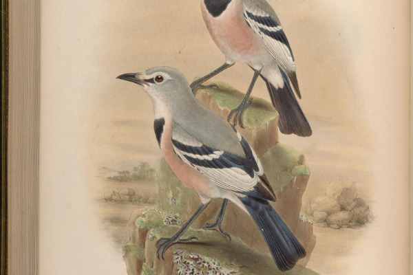 Turkestan Ground-Jay