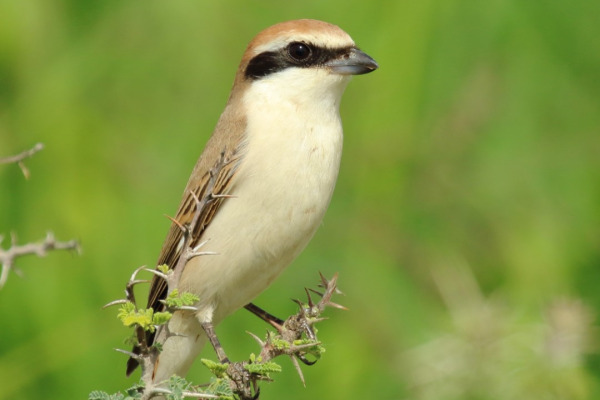 Turkestan shrike