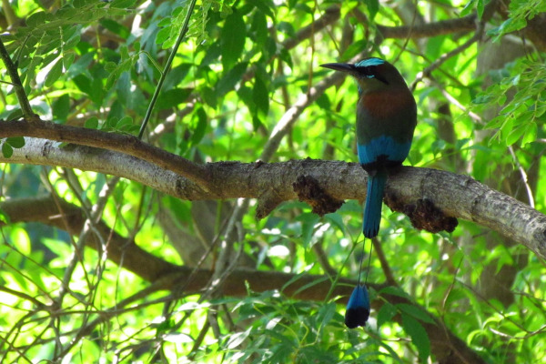 Turquoise-browed Motmot